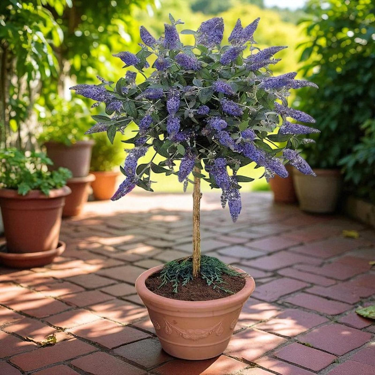 Blue Buddleia Davidii Ornamental Patio Tree in 7L Pot  1