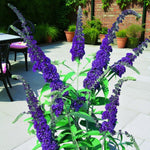 Blue Buddleia Davidii Ornamental Patio Tree in 7L Pot  3