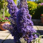 Blue Buddleia Davidii Ornamental Patio Tree in 7L Pot  4