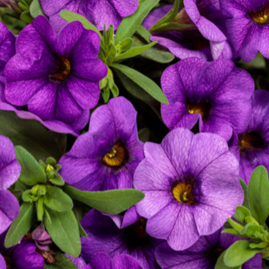 Blue Calibrachoa Trailing Plants  2
