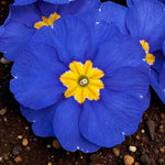 Blue Primrose Bedding Plants  2