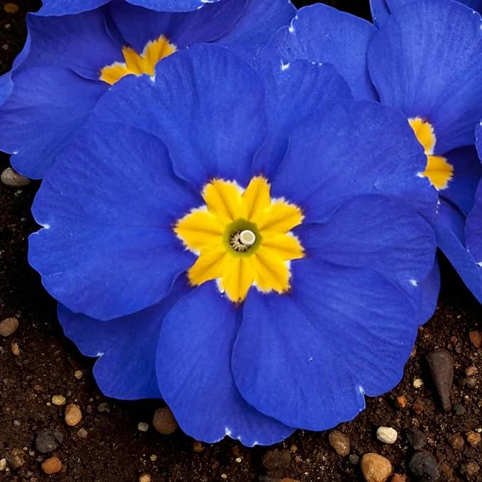 Blue Primrose Bedding Plants  2
