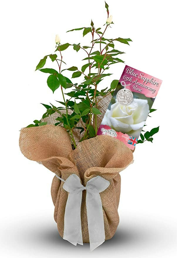 Blue Sapphire 65th Wedding Anniversary Rose Bush Gift Wrapped BlueSapphireRose 1