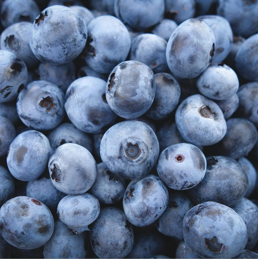 Blueberry Plants - Vaccinium Mix  1