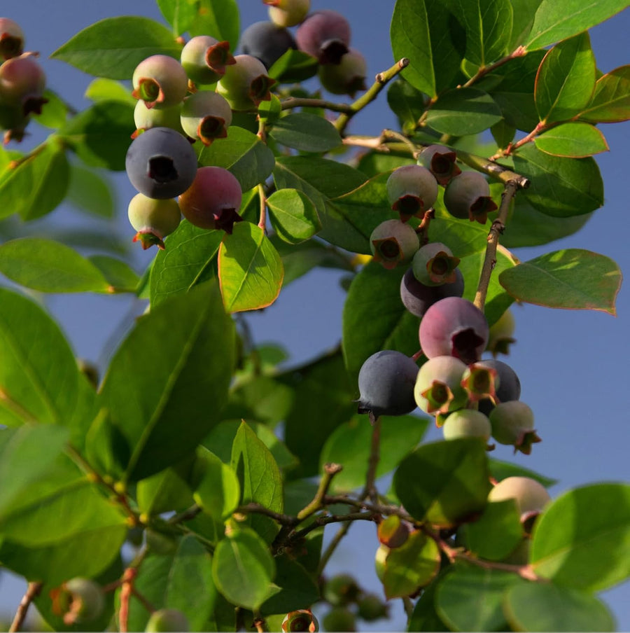 Blueberry Plants - Vaccinium Mix  4