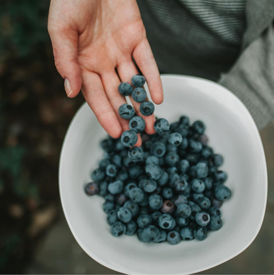 Blueberry Plants - Vaccinium Mix  3