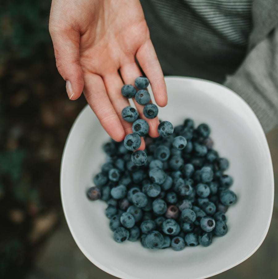 Blueberry Plant  4