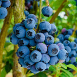 Blueberry, BlackBerry & Grape Fruit Plant Mix  3