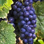 Blueberry, BlackBerry & Grape Fruit Plant Mix  2