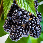 Blueberry, BlackBerry & Grape Fruit Plant Mix  4