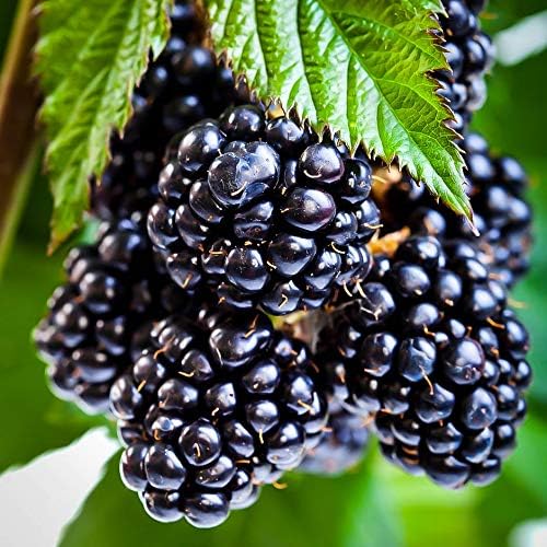 Blueberry, BlackBerry & Grape Fruit Plant Mix  4