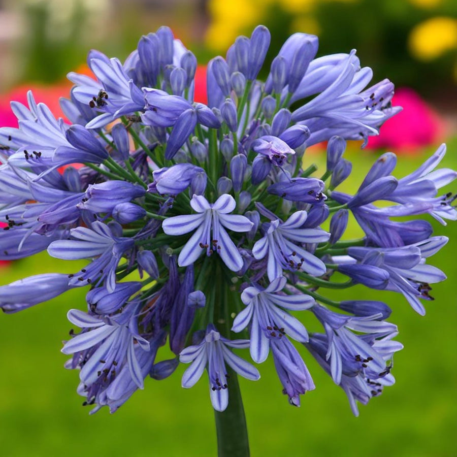 Agapanthus, Salvia & Echinops Bare Root Mix  2