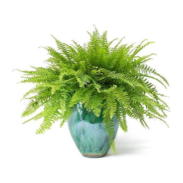 Boston Fern Boston-Fern-Nephrolepis-exaltata-Bostoniensis-Indoor-House-Plant 4