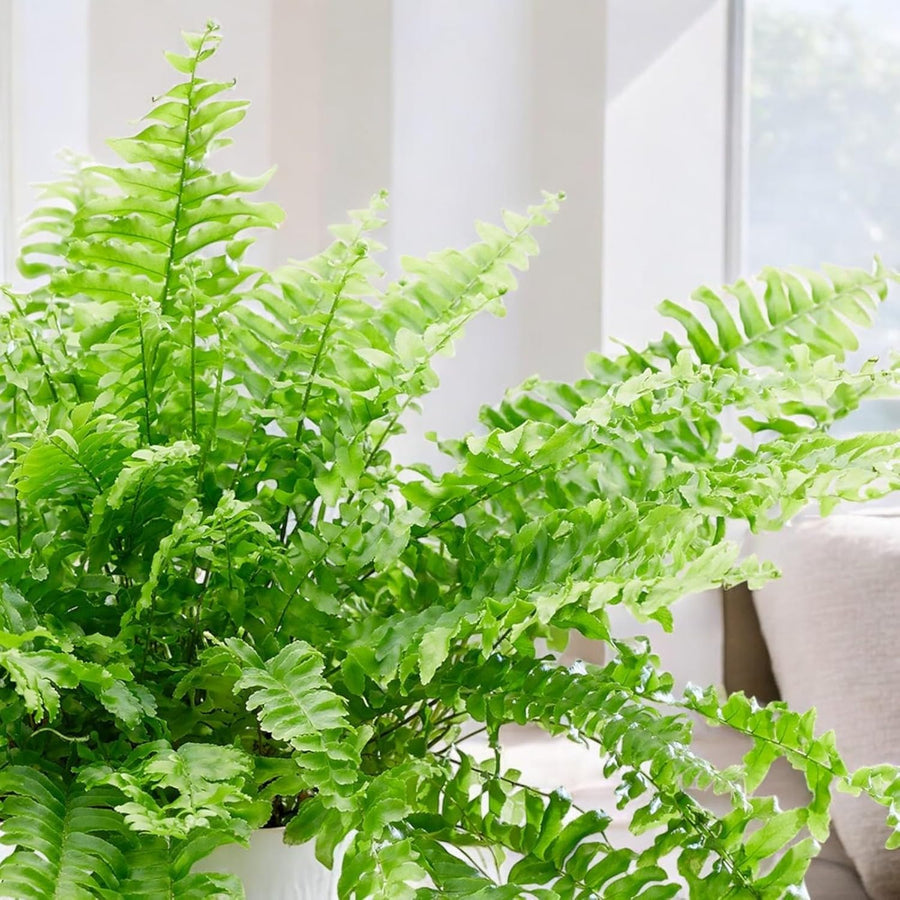 Boston Fern Green Lady Hanging Pot  4