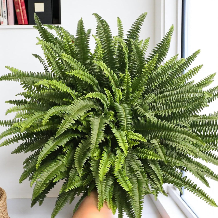 Boston Fern Green Lady Hanging Pot  2