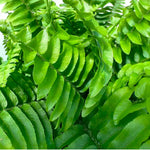 Boston Fern Green Lady Hanging Pot  3
