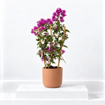 Bougainvillea Alexandra  1