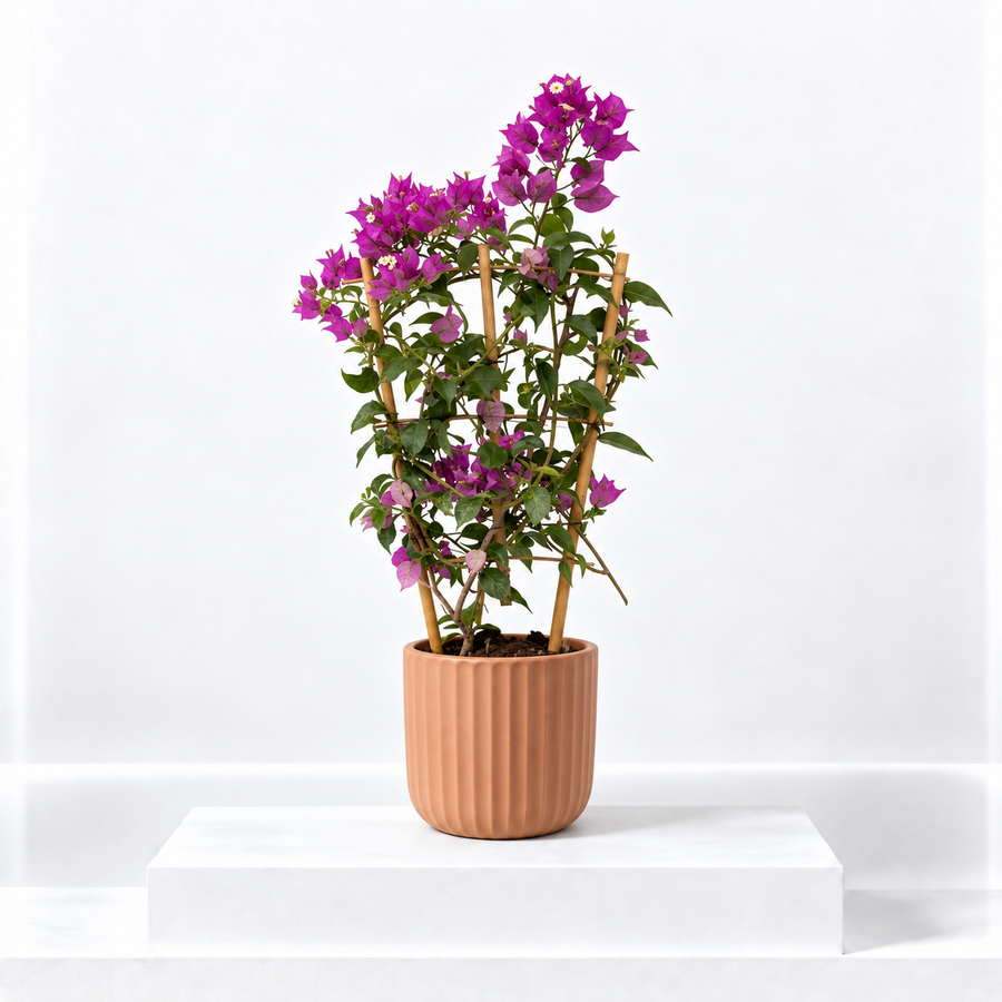 Bougainvillea Alexandra  1