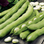 Broad Bean Giant Exhibition  1