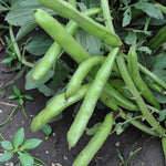 Broad Bean Giant Exhibition  2