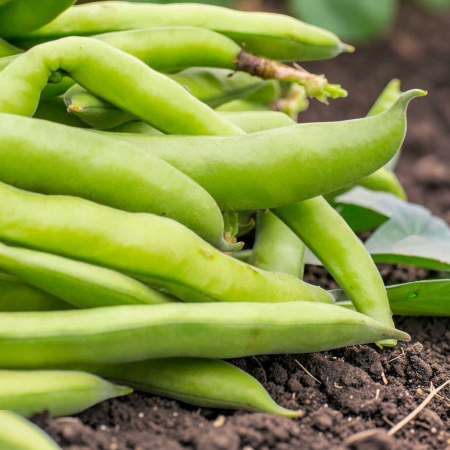 Broad Bean Witkiem Manita  2
