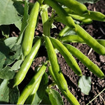 Broad Bean Mix Collection  3