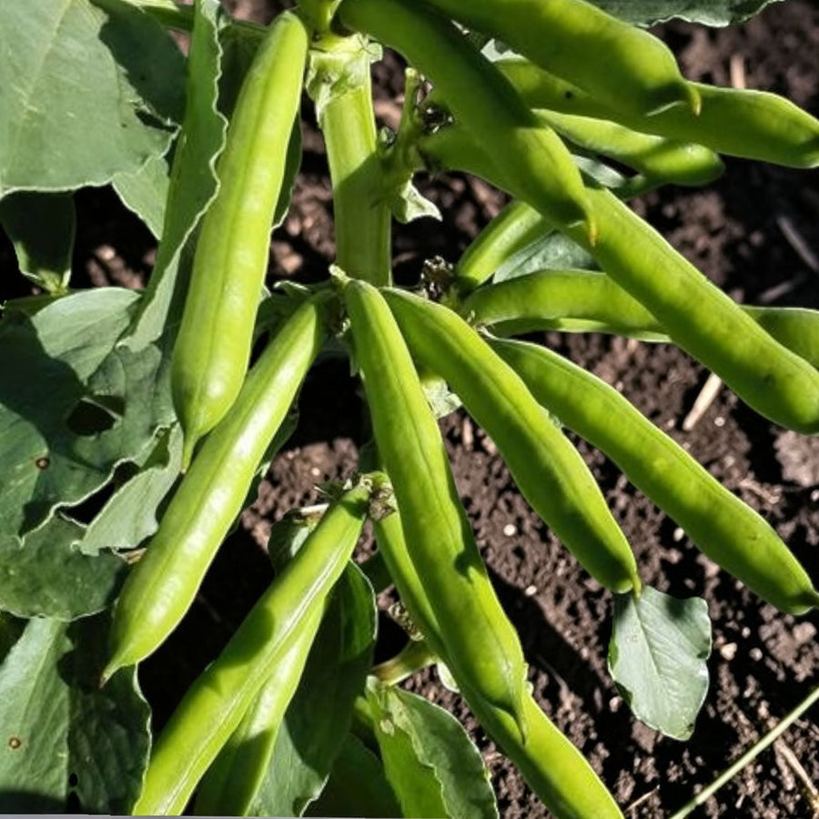 Broad Bean Mix Collection  3