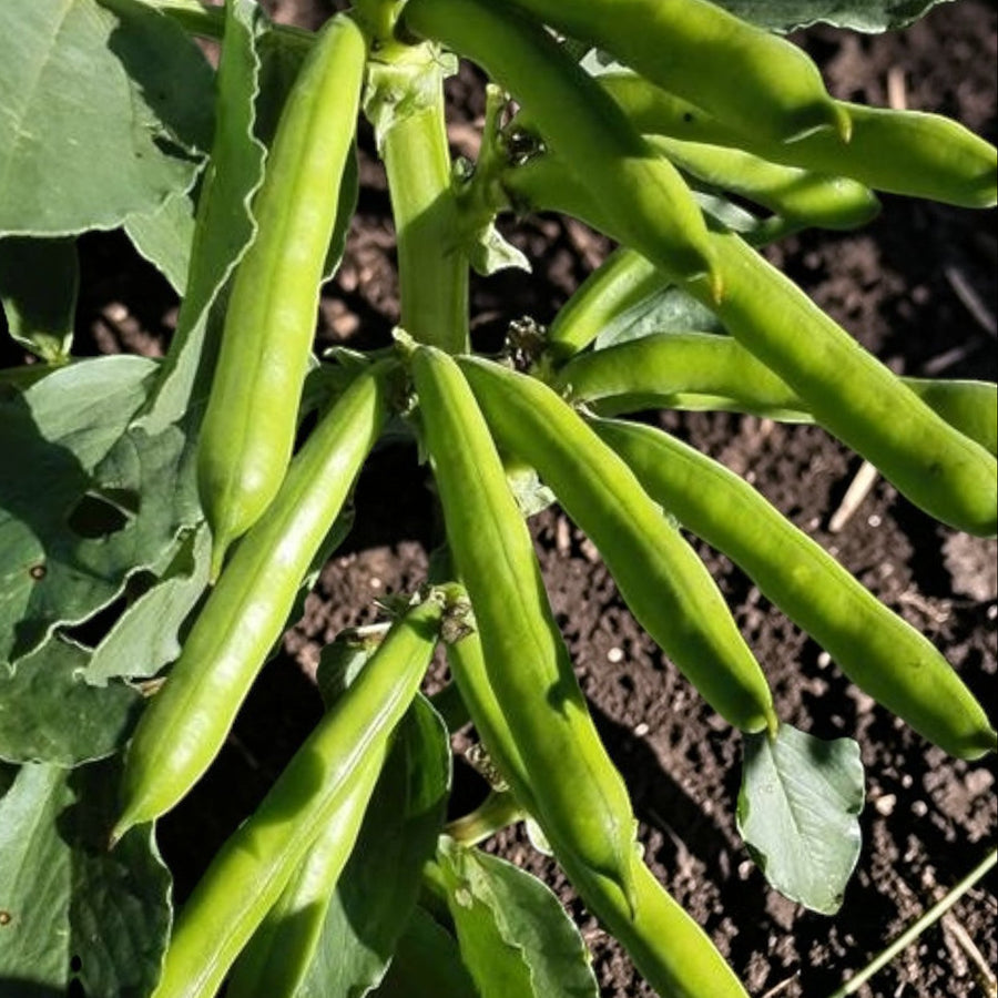 Broad Bean Witkiem Manita  1