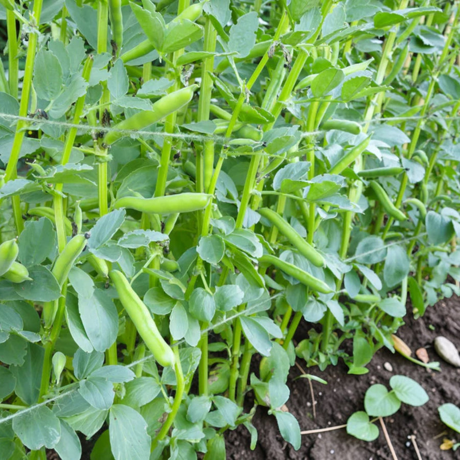 Broad Bean  4