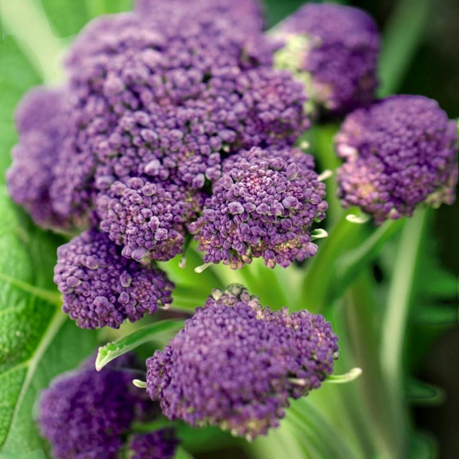 Broccoli Early Purple Sprouting  1