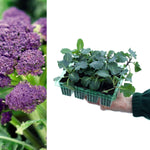 Broccoli Early Purple Sprouting  2