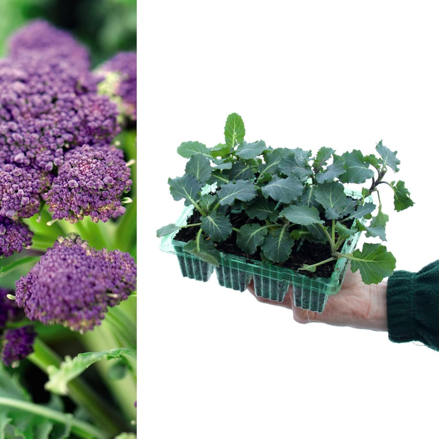 Broccoli Early Purple Sprouting  2