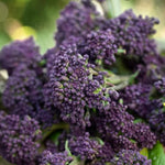 Broccoli Early Purple Sprouting  4
