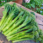 Broccoli Tenderette F1  2