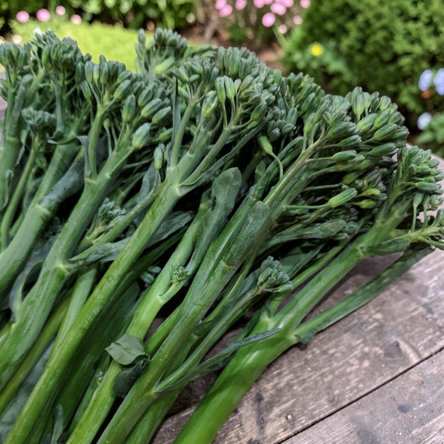 Broccoli Tenderette F1  1