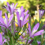 Brodiaea californica Babylon Spring Bulbs Purple flowers with bees hovering above them, showcasing a vibrant garden scene in nature. 3