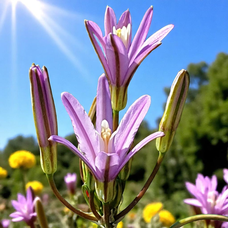 Brodiaea californica Babylon Spring Bulbs Purple flowers illuminated by sunlight, creating a vibrant and warm atmosphere in the background. 1