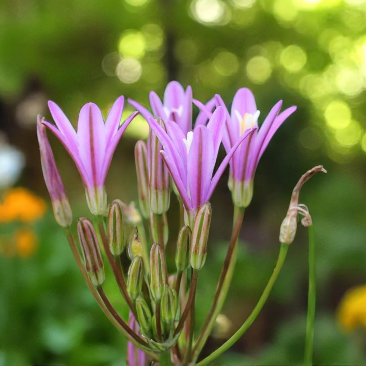 Brodiaea californica Babylon Spring Bulbs Purple flowers illuminated by sunlight, creating a vibrant and warm atmosphere in the background. 2
