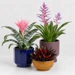Bold Statement Houseplant Collection - Bromeliad Urn, Peperomia Caperata Roja Grande & Aechmea Blue Rain  1