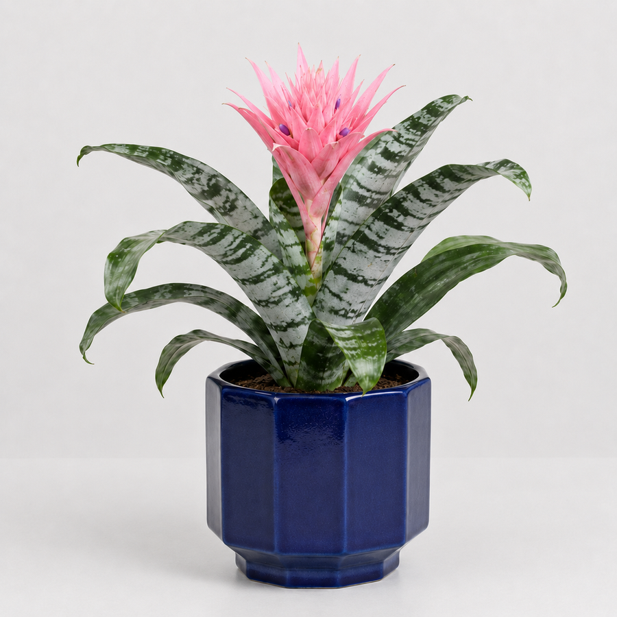Bold Statement Houseplant Collection - Bromeliad Urn, Peperomia Caperata Roja Grande & Aechmea Blue Rain  4