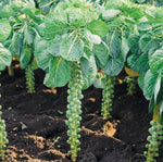 Brussel Sprouts Crispus F1  3