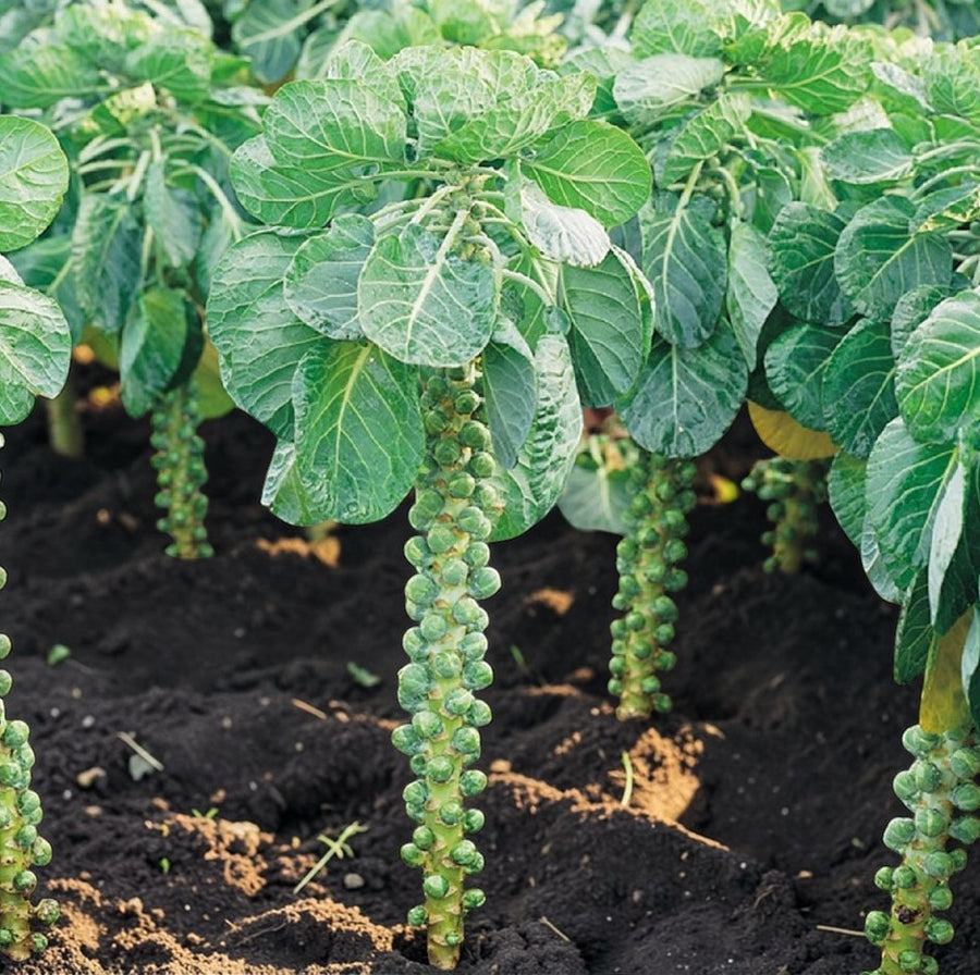 Brussel Sprouts Crispus F1  3