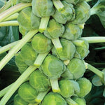 Brussels Sprout Mix Collection  4