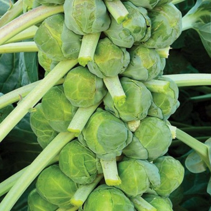 Brussels Sprout Mix Collection  4