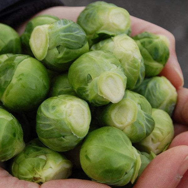 Brussels Sprouts  1