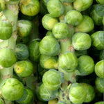 Brussels Sprout Evesham Special  2