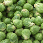 Brussels Sprout F1 Maximus  2