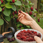 Tayberry Plant  2