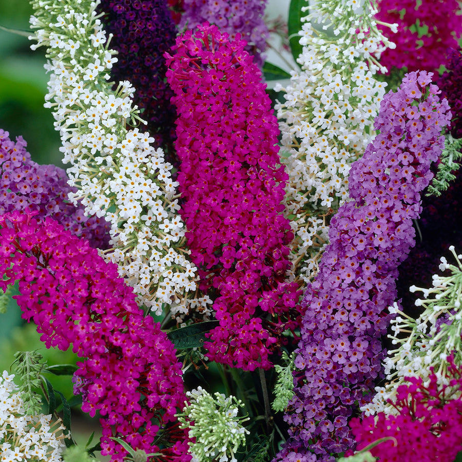 Buddleia Davidii Tricolour Butterfly Bush Buddleja-Tricolour-March-2020-0 2