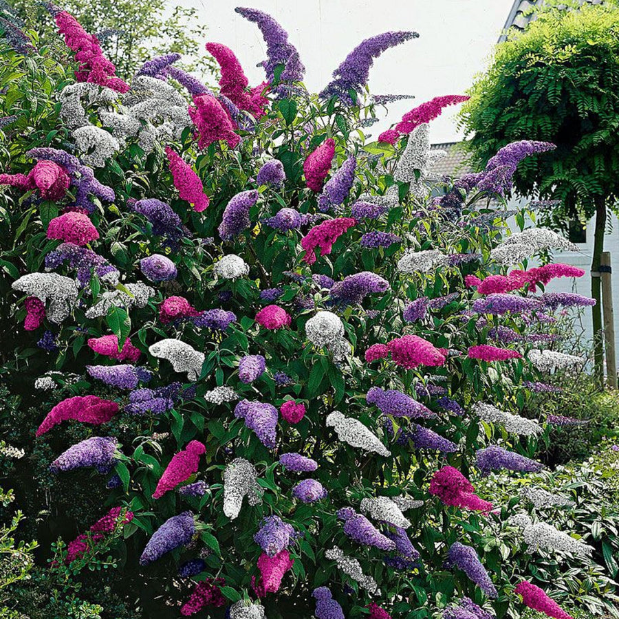 Buddleia Davidii Tricolour Butterfly Bush Buddleja-Tricolour-March-2020-1 1